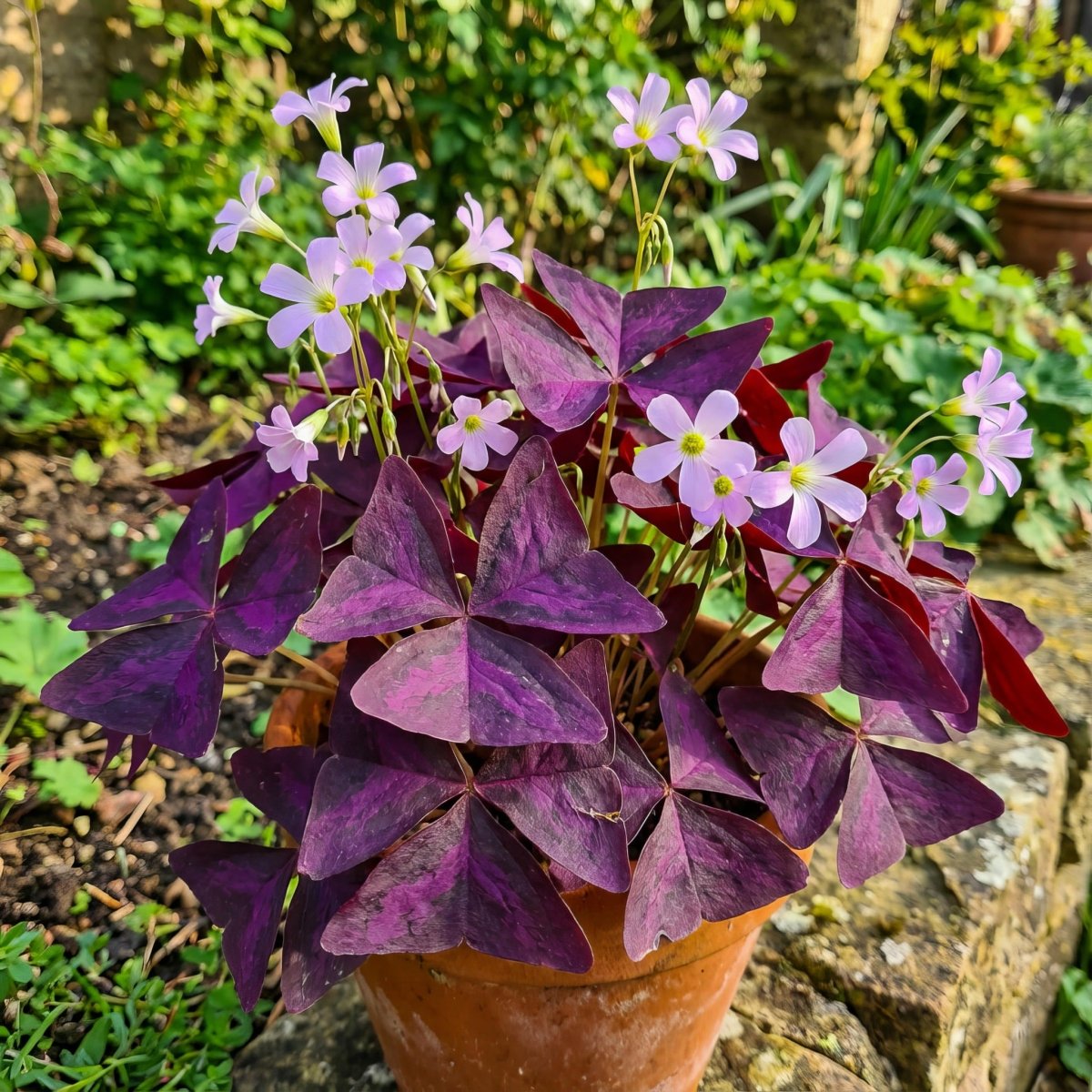 Oxalis triangularis (Purple shamrock) – oxalis bulbs, product photo 2 (Harding & Bloom)