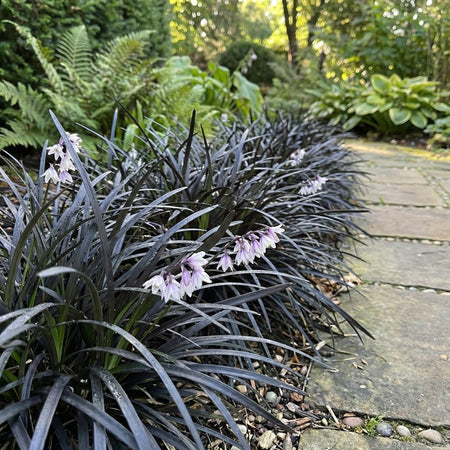 Ophiopogon planiscapus 'Nigrescens' (Black mondo grass) - Harding & Bloom