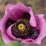 Oriental Poppy 'Patty's Plum' - Harding & Bloom