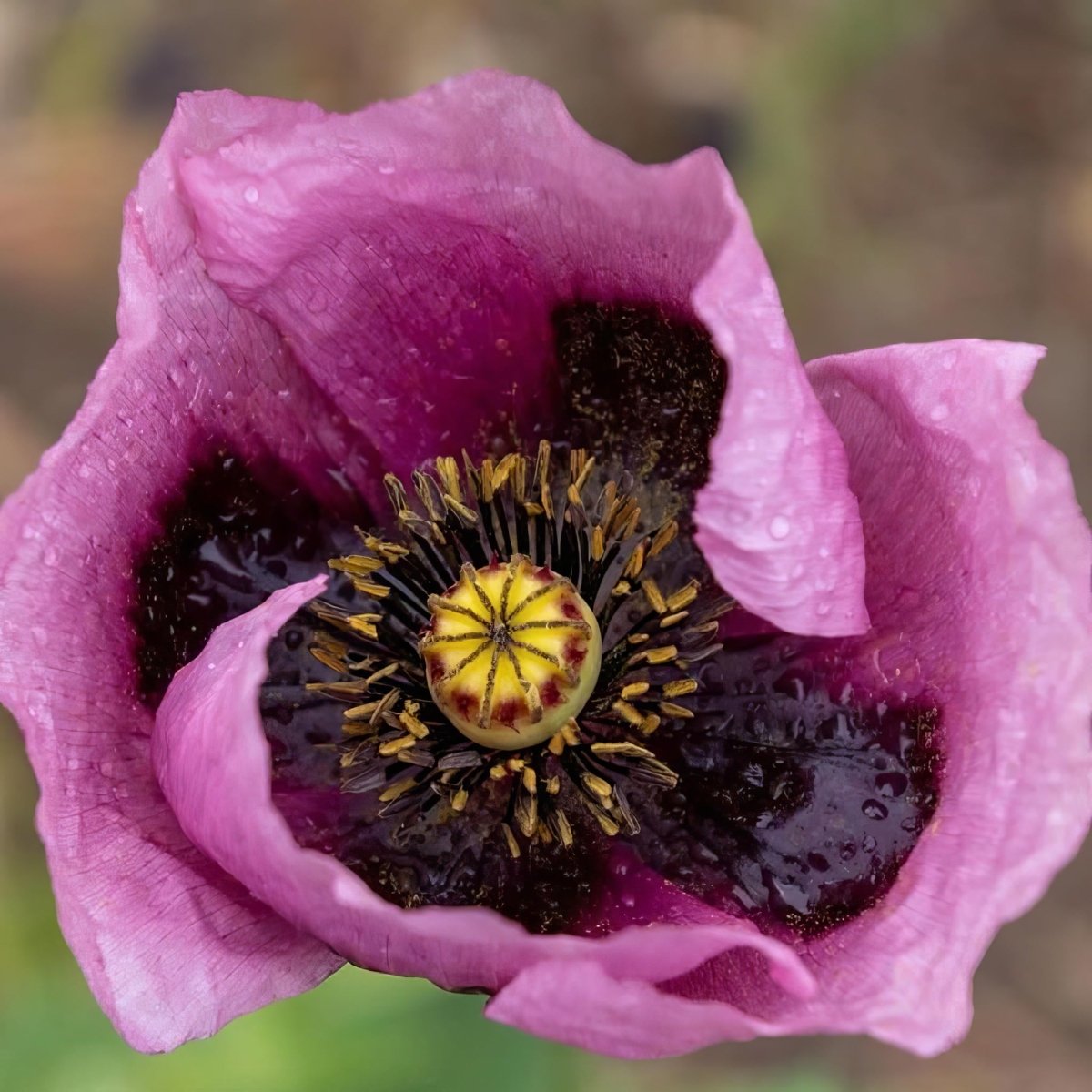 Oriental Poppy 'Patty's Plum' - Harding & Bloom
