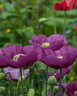 Oriental Poppy 'Patty's Plum' - Harding & Bloom