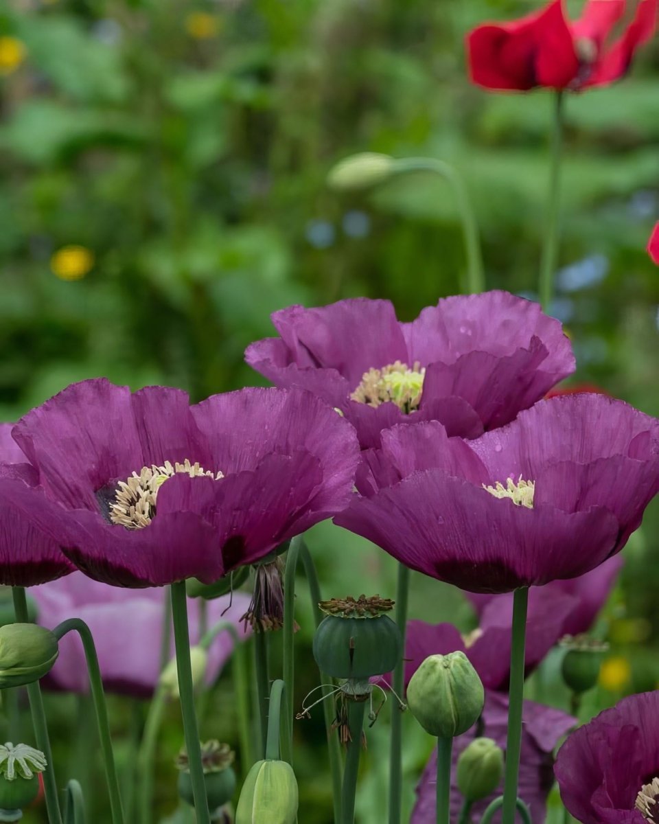 Oriental Poppy 'Patty's Plum' - Harding & Bloom