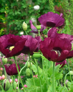 Oriental Poppy 'Patty's Plum' - Harding & Bloom