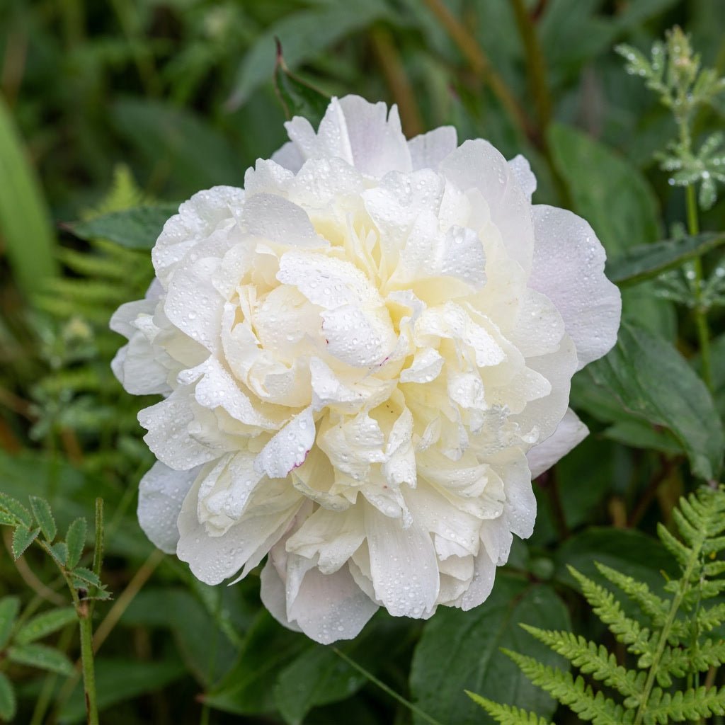 Paeonia 'Duchesse de Nemours' - Harding & Bloom