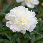 Paeonia 'Duchesse de Nemours' - Harding & Bloom