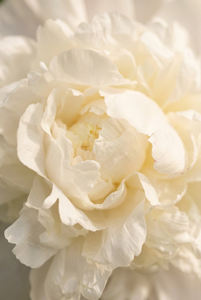 Paeonia 'Duchesse de Nemours' - Harding & Bloom