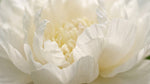 Paeonia 'Duchesse de Nemours' - Harding & Bloom
