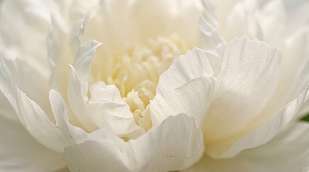 Paeonia 'Duchesse de Nemours' - Harding & Bloom