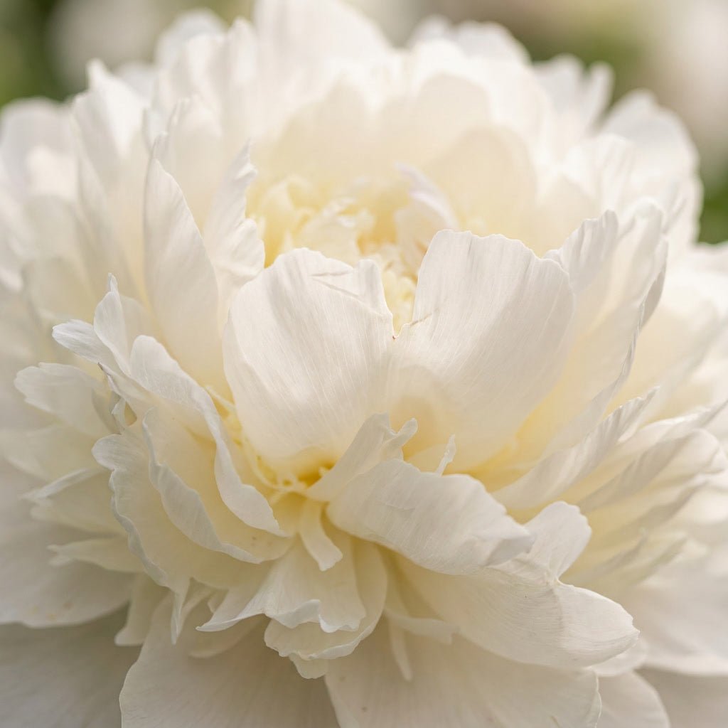 Paeonia 'Duchesse de Nemours' - Harding & Bloom