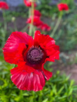 Papaver 'Beauty of Livermere' - Harding & Bloom