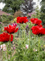 Papaver 'Beauty of Livermere' - Harding & Bloom