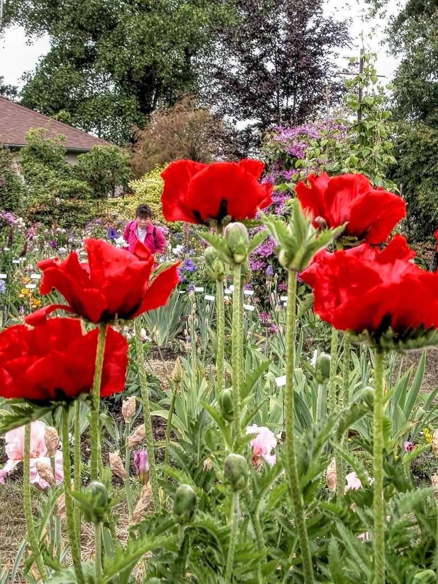 Papaver 'Beauty of Livermere' - Harding & Bloom