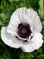 Papaver 'Perry's White' - Harding & Bloom