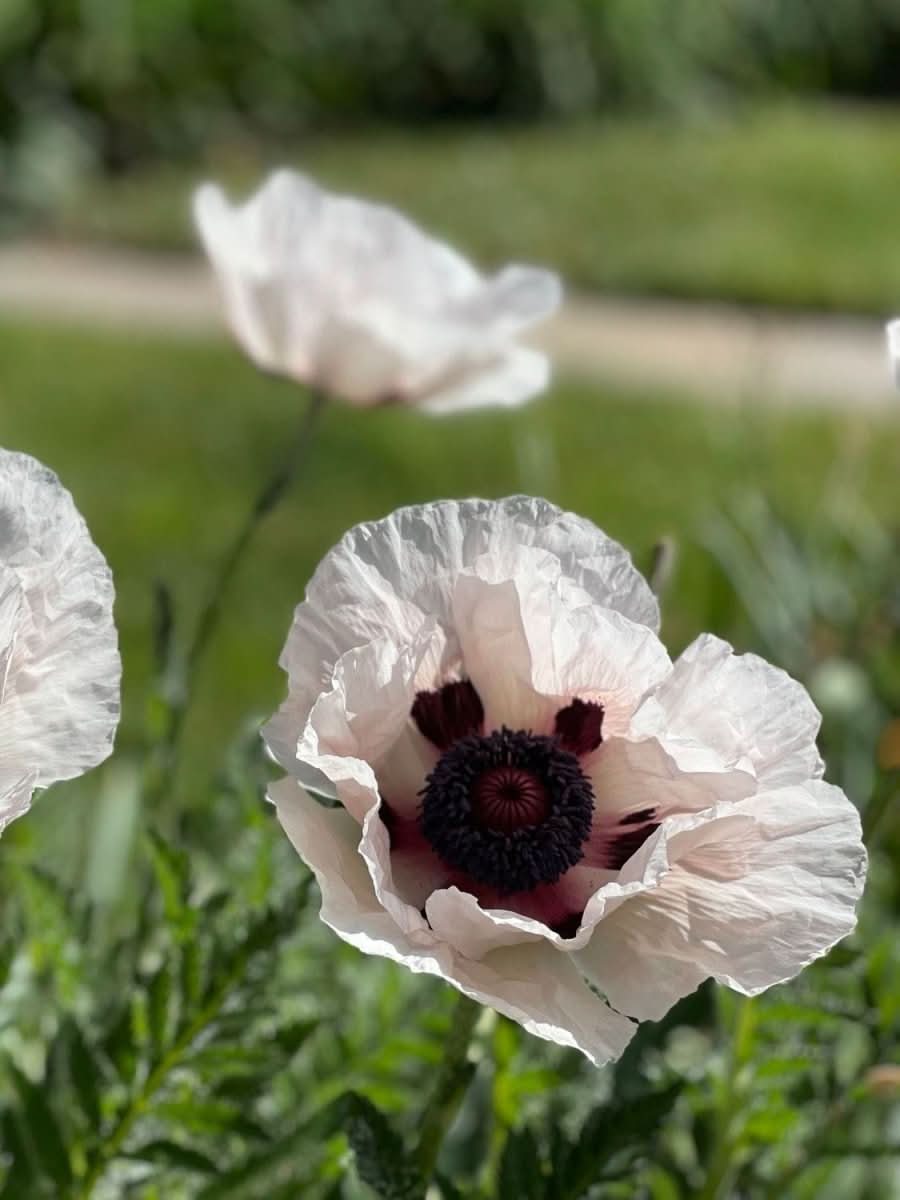 Poppy Perry Oriental Poppy 'Perry's White' Plants | Harding & Bloom
