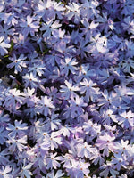 Phlox subulata (Blue) - Harding & Bloom