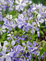 Phlox subulata (Blue) - Harding & Bloom