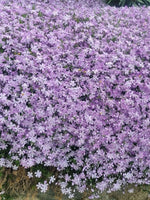 Phlox subulata (Blue) - Harding & Bloom