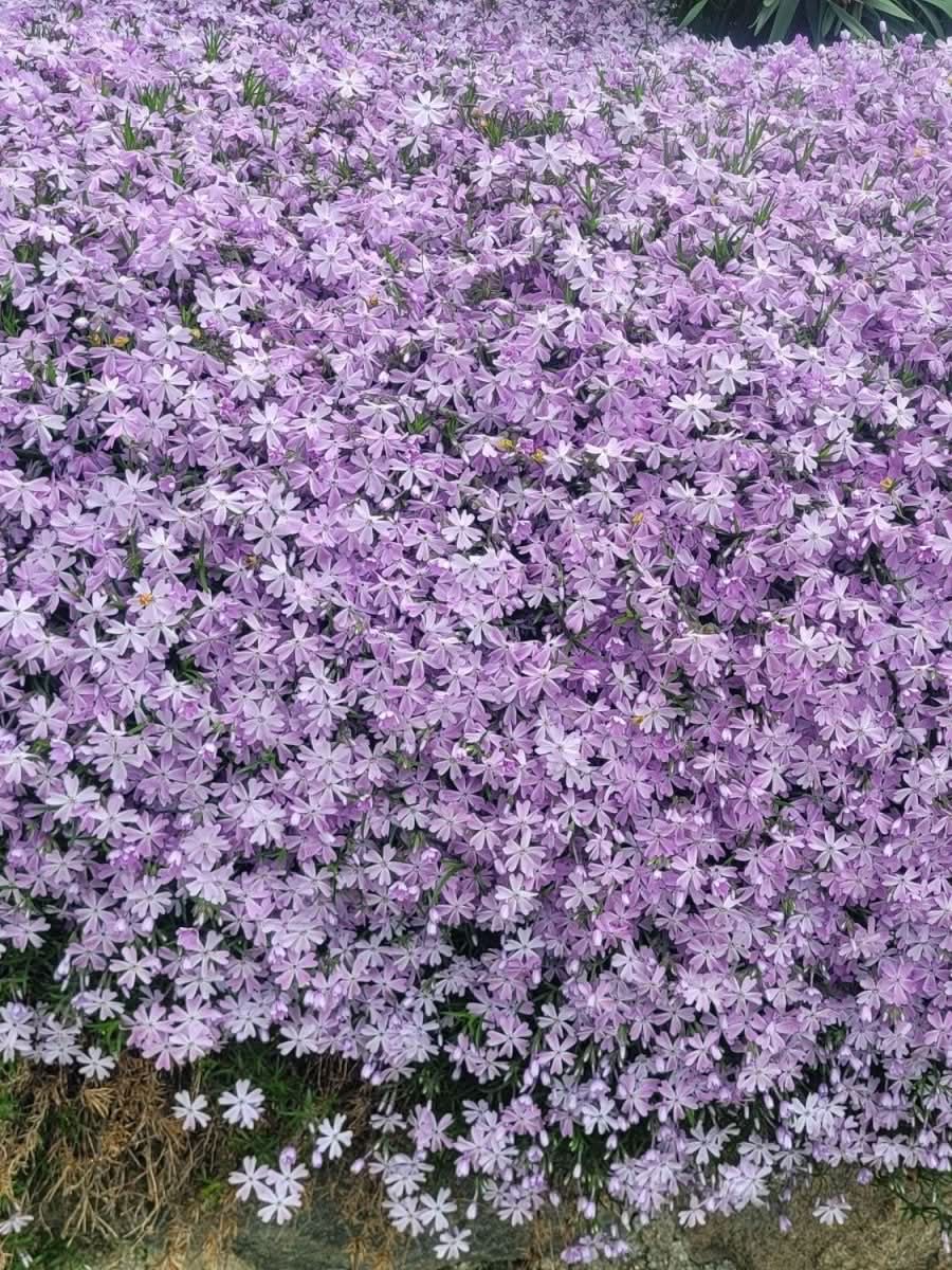 Phlox subulata (Blue) - Harding & Bloom