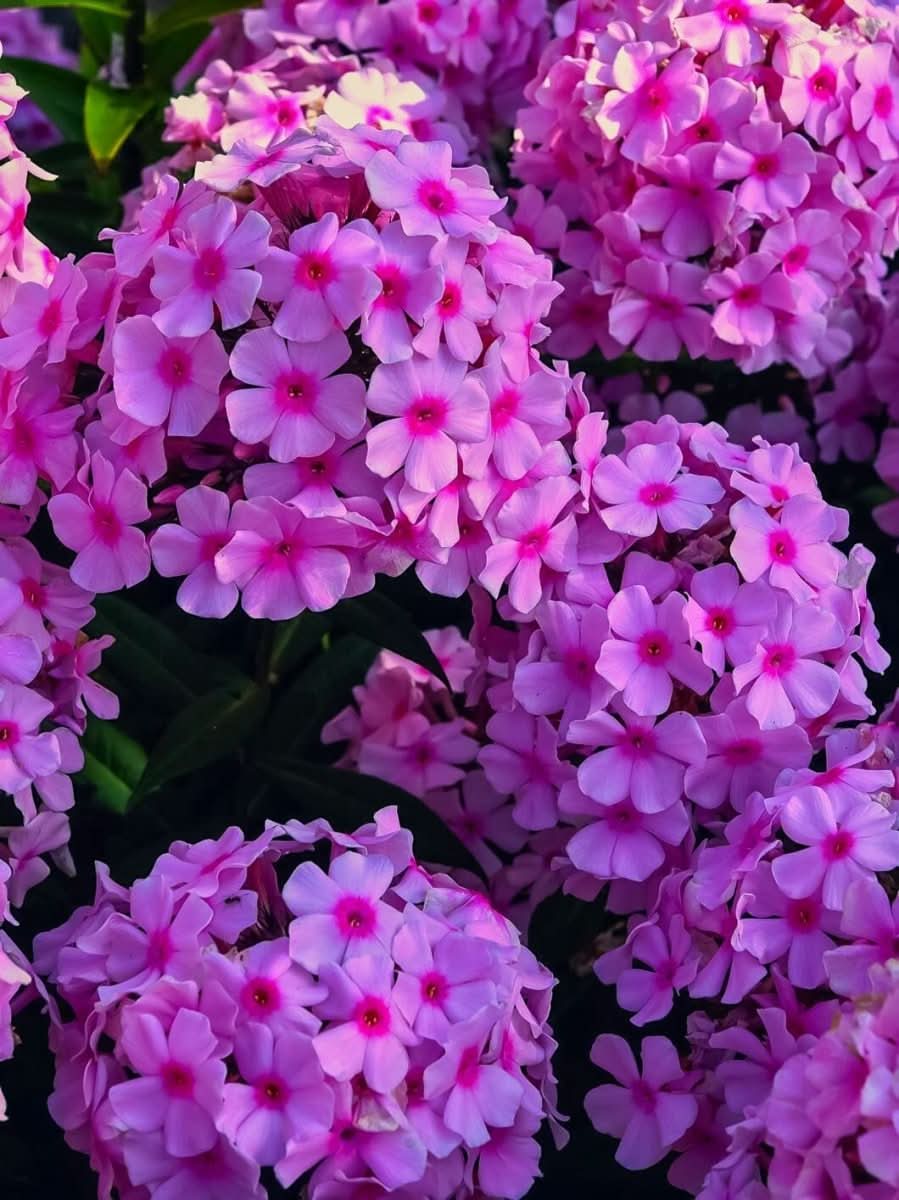 Phlox subulata 'Pink' - Harding & Bloom