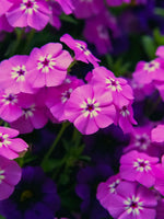 Phlox subulata 'Pink' - Harding & Bloom