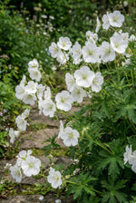 Phlox paniculata 'David' - Harding & Bloom