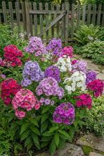 Phlox paniculata 'Mixed' - Harding & Bloom