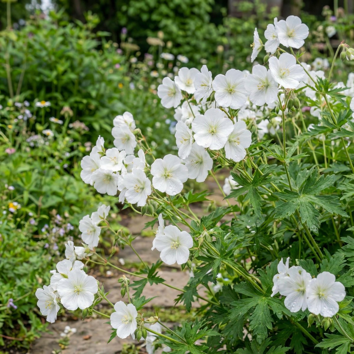 Phlox paniculata 'David' – flower bulbs, product photo 2 (Harding & Bloom)