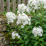 Phlox paniculata 'David' – flower bulbs, product photo 3 (Harding & Bloom)