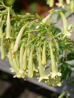 Phygelius 'Candy Drops Cream' - Harding & Bloom