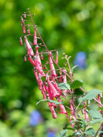 Phygelius 'Candy Drops Deep Rose' - Harding & Bloom