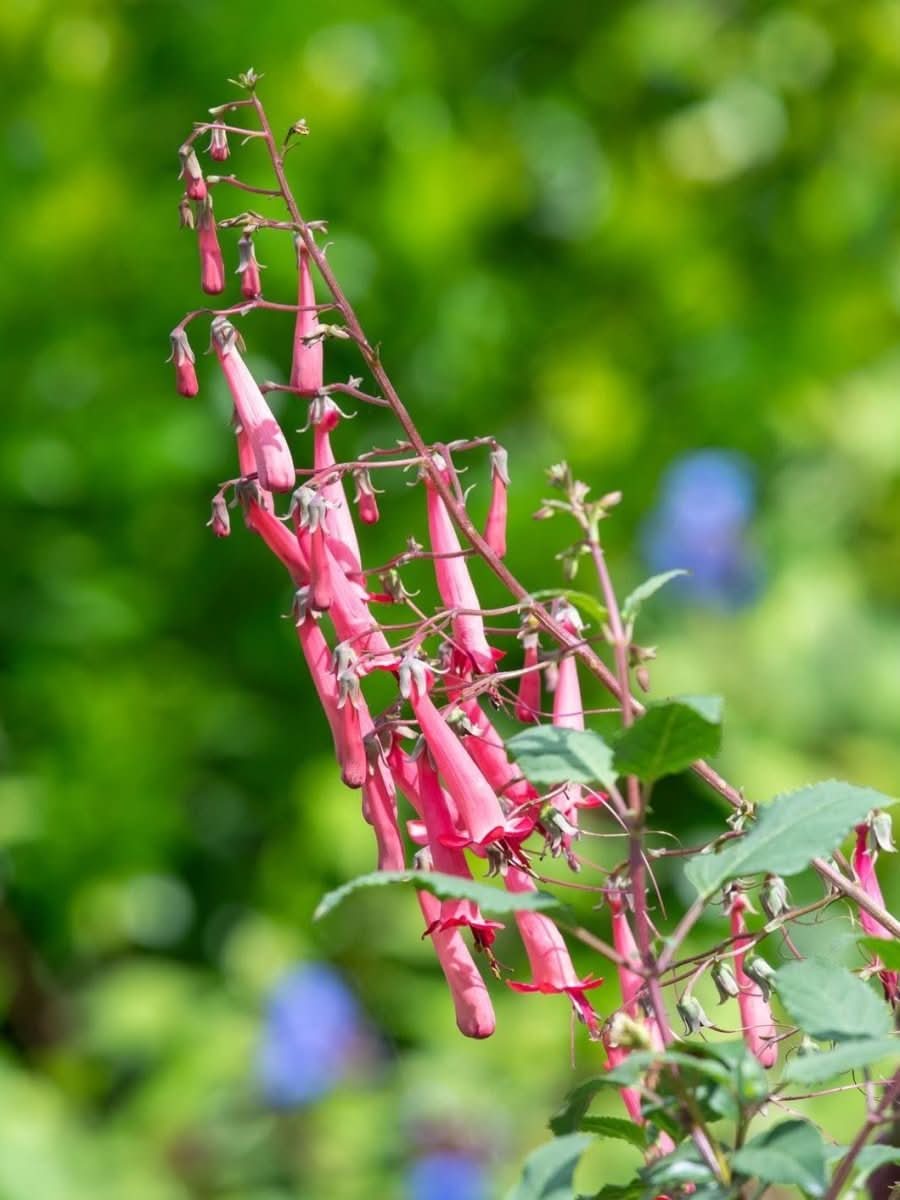 Phygelius 'Candy Drops Deep Rose' - Harding & Bloom