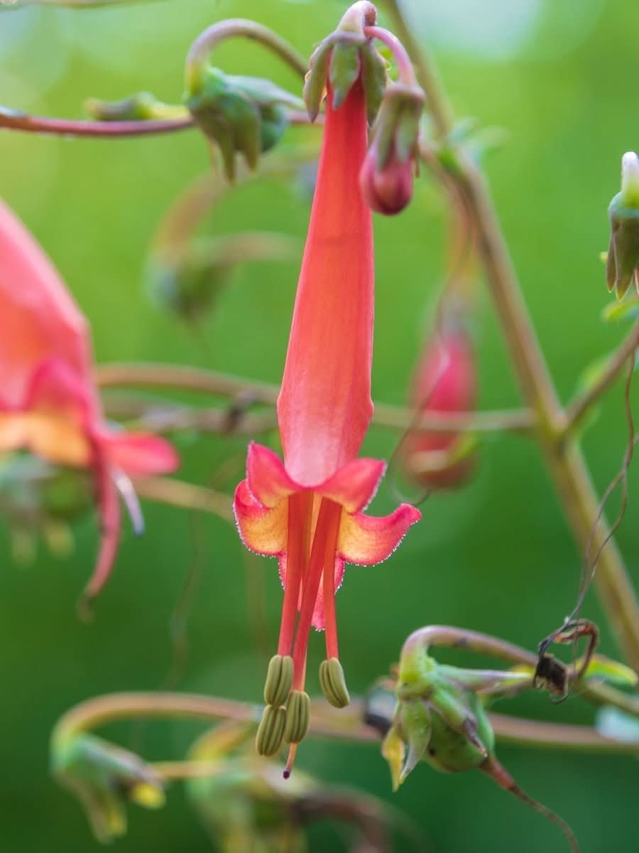 Phygelius 'Candy Drops Deep Rose' - Harding & Bloom