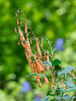 Phygelius 'Candy Drops Tangerine' - Harding & Bloom