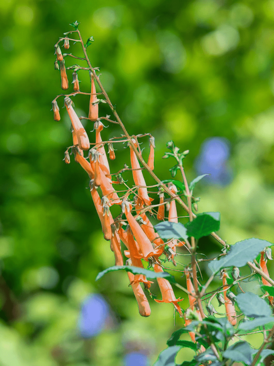 Phygelius 'Candy Drops Tangerine' - Harding & Bloom