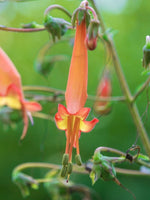 Phygelius 'Candy Drops Tangerine' - Harding & Bloom
