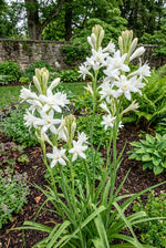 Polianthes 'The Pearl' – flower bulbs, product photo 2 (Harding & Bloom)