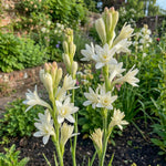 Polianthes 'The Pearl' – flower bulbs, product photo 4 (Harding & Bloom)