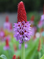 Primula vialii - Harding & Bloom