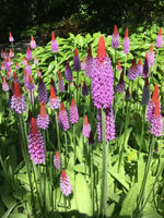 Primula vialii - Harding & Bloom