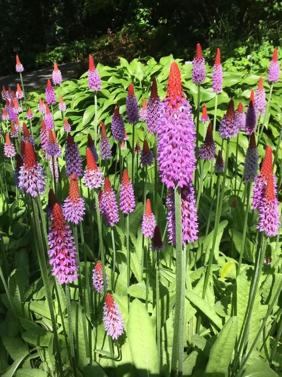 Primula vialii - Harding & Bloom
