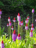 Primula vialii - Harding & Bloom