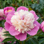 Paeonia 'Bowl of Beauty' (Peony) - Harding & Bloom