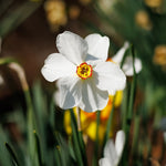 Daffodil (Narcissus) 'Pheasant's Eye' - SPECIAL - Harding & Bloom