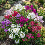 Phlox paniculata 'Mixed' – flower bulbs, product photo 5 (Harding & Bloom)