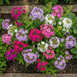 Phlox paniculata 'Mixed' – flower bulbs, product photo 4 (Harding & Bloom)