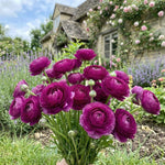 Ranunculus 'Purple' (Persian buttercup) - Harding & Bloom