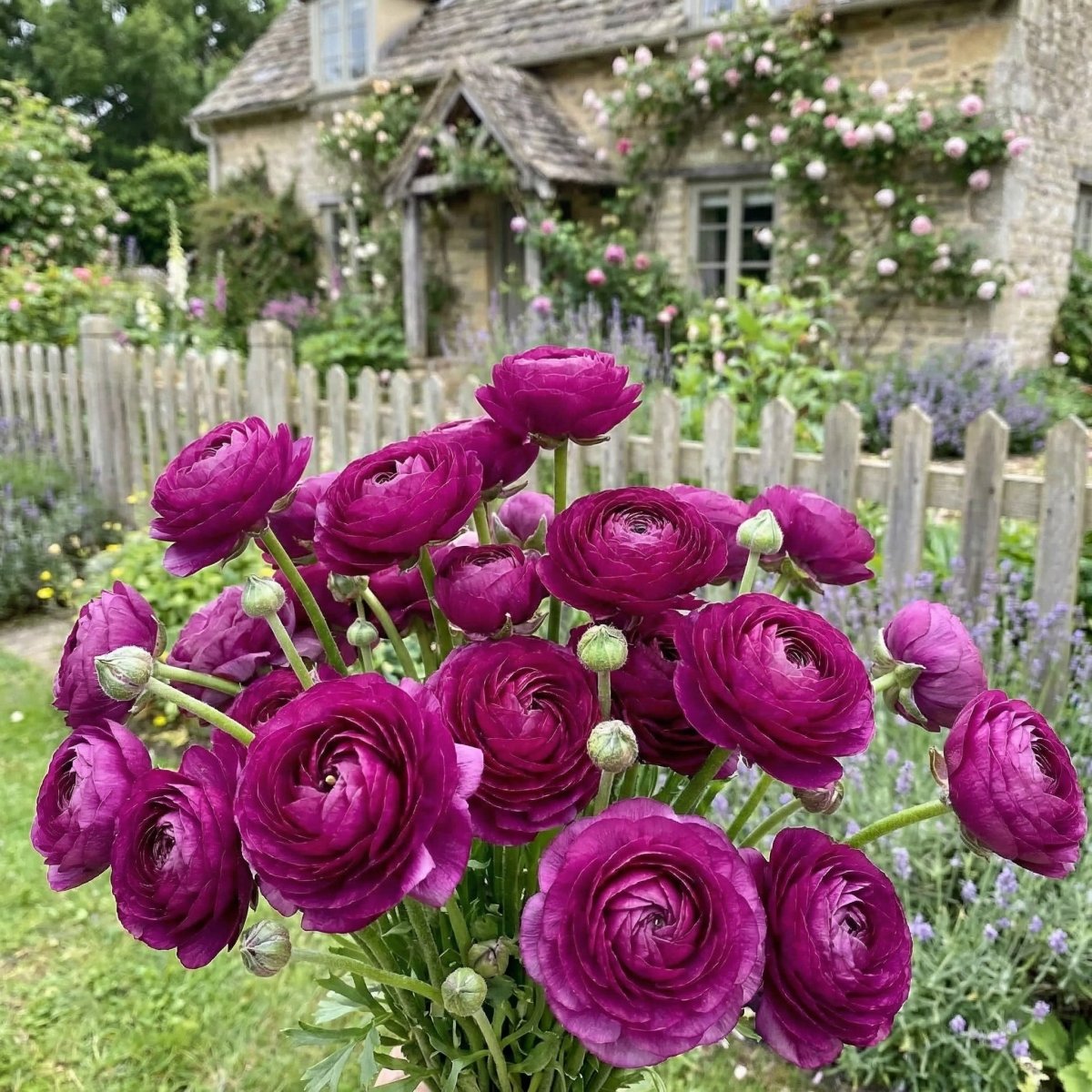 Ranunculus 'Purple' (Persian buttercup) - Harding & Bloom