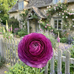 Ranunculus 'Purple' (Persian buttercup) - Harding & Bloom