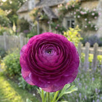 Ranunculus 'Purple' (Persian buttercup) - Harding & Bloom