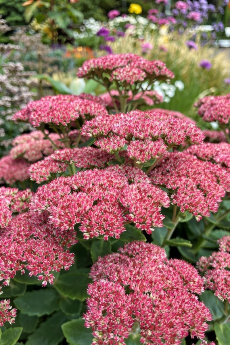 Sedum 'Herbstfreude' (Autumn Joy) - Harding & Bloom